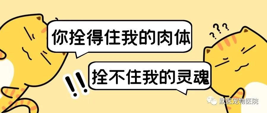 养宠︱拜登也没能幸免的事