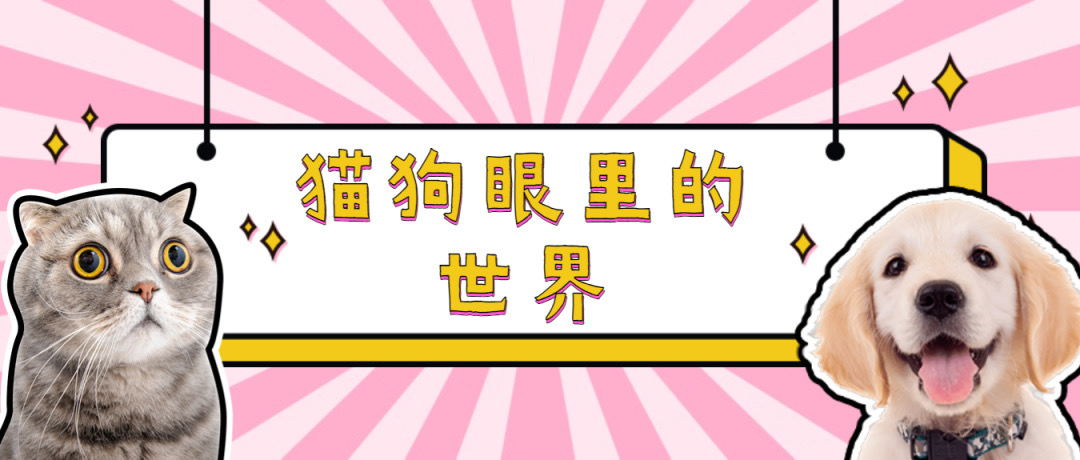 震惊！猫狗眼里的世界竟然是这样的......