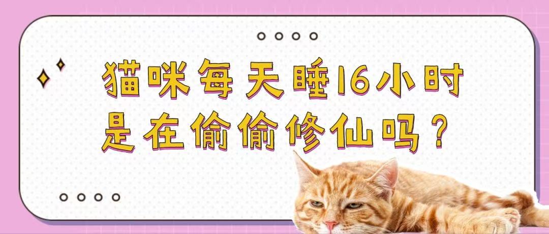 猫咪每天睡16小时，是在偷偷修仙吗？