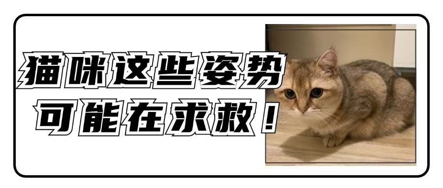 一定要重视！猫咪这些姿势可能在向你求救