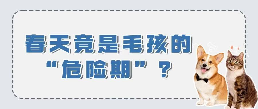 春天竟是毛孩的“危险期”？这些隐患你可能从未注意！