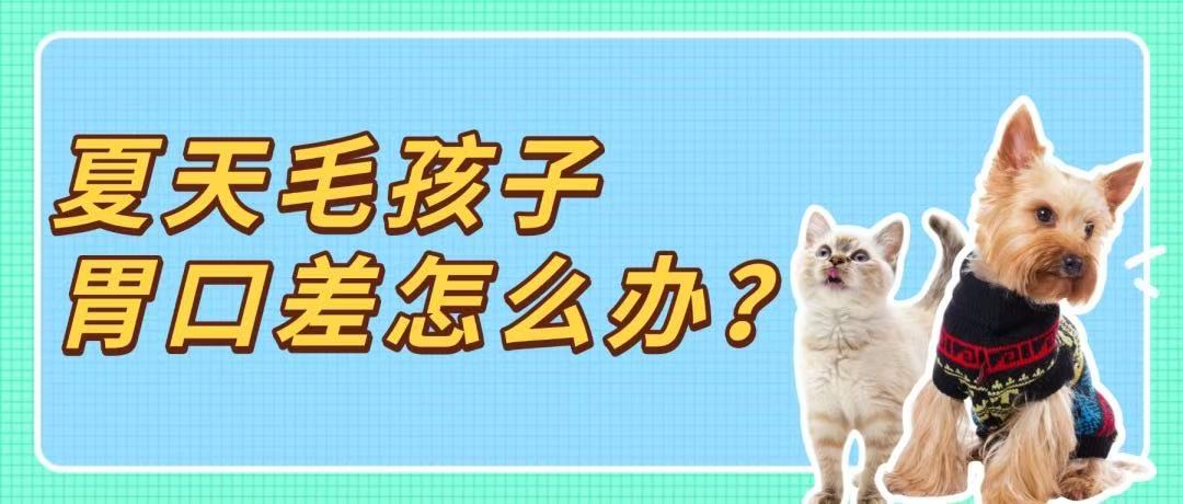 天气太热，毛孩子胃口差怎么办？