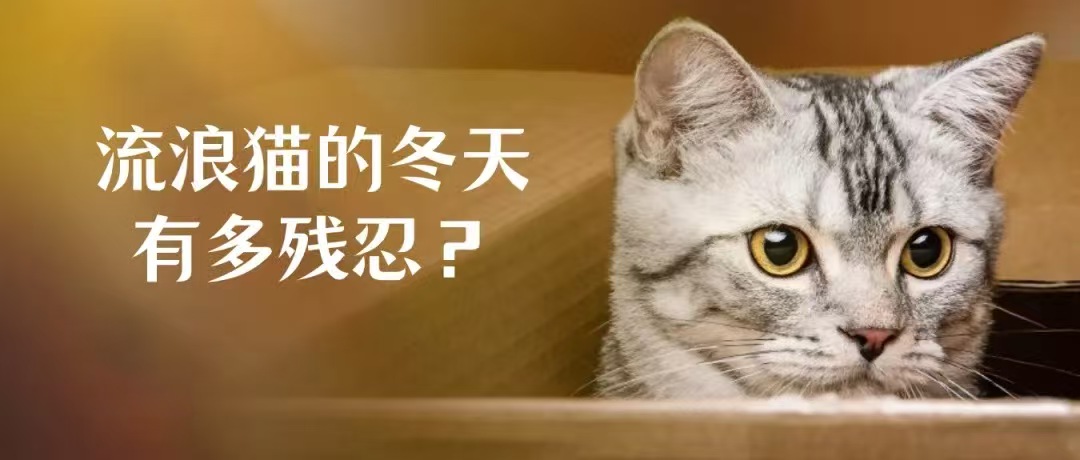 流浪猫的冬天有多残忍？看了会心疼......