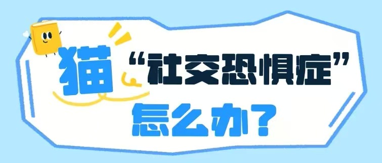救命！我的猫好像有“社交恐惧症”，怎么办？
