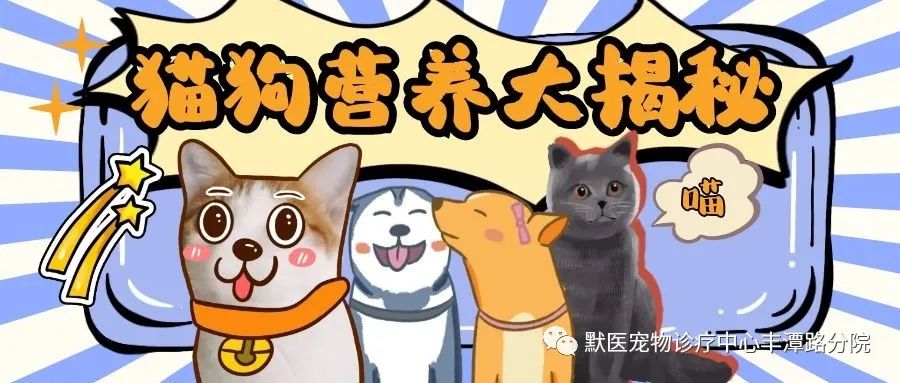 猫狗不可缺少的六大营养，第3个很多人都搞错！